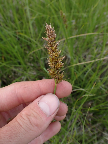 Image of Carex sartwellii by no rights reserved