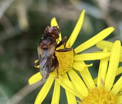 Sicus ferrugineus