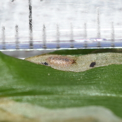 Liriomyza marginalis