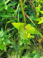 Agastache foeniculum