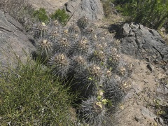 Copiapoa coquimbana