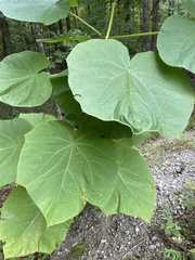 Paulownia tomentosa