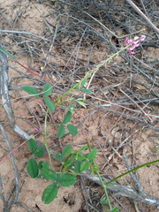 Indigofera amoena