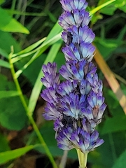 Agastache foeniculum