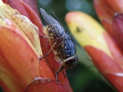 Calliphora stygia