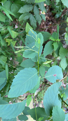 Impatiens pallida