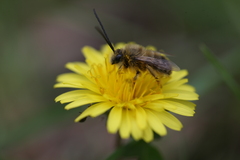 Eucera