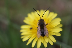 Eucera