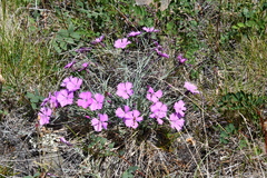 Dianthus repens