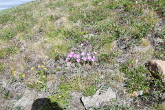 Dianthus repens