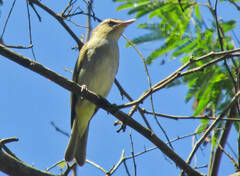 Vireo chivi