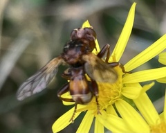 Sicus ferrugineus