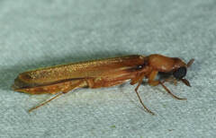 Lymexylidae