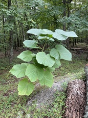Paulownia tomentosa