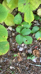 Toxicodendron rydbergii