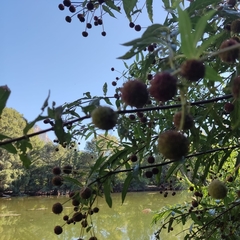 Cephalanthus occidentalis