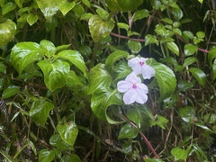 Impatiens walleriana