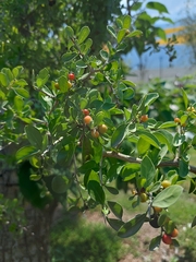 Condalia hookeri