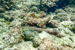 Aulostomus maculatus