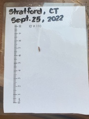 Tineola bisselliella