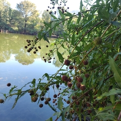 Cephalanthus occidentalis