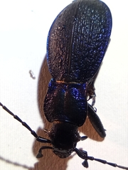 Carabus intricatus