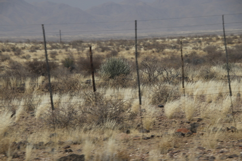 Image of Euphorbia gregaria by (c) Tony Rebelo, some rights reserved (CC BY-SA)