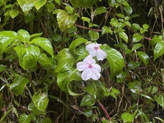 Impatiens walleriana