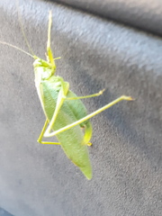 Tettigoniidae