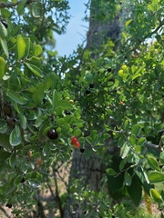Condalia hookeri
