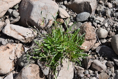Silene paucifolia