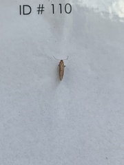 Tineola bisselliella