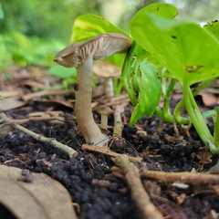 Entoloma vernum