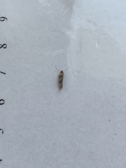 Tineola bisselliella