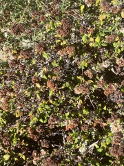 Eriogonum parvifolium