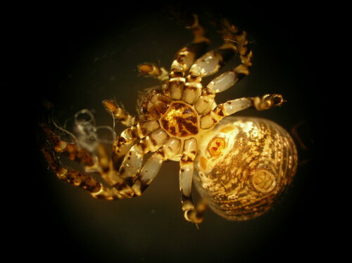 Eurasian Leaflitter Crab Spider