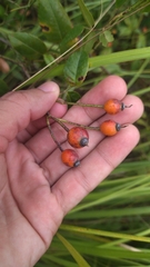 Rosa sempervirens