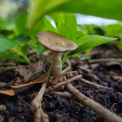Entoloma vernum