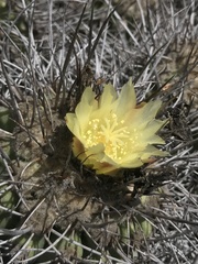 Copiapoa coquimbana