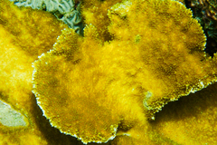 Acropora palmata