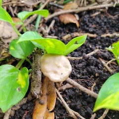 Entoloma vernum