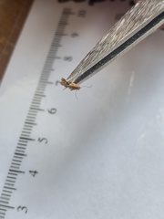 Tineola bisselliella