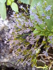 Trachelium caeruleum