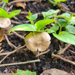 Entoloma vernum