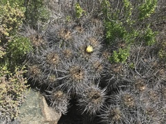 Copiapoa coquimbana