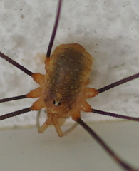 Opilio