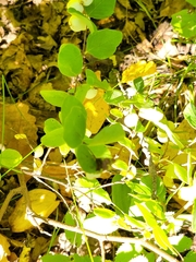 Symphoricarpos albus