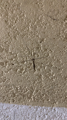 Tipula furca