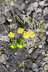 Draba glacialis