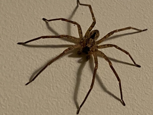 Mediterranean Spiny False Wolf Spider, Molenstraat, Veenendaal, Utrecht, NL, photo 4 of 10